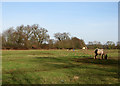 Downham Market: horses grazing in PE38 9GN