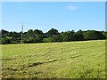 Newly mown field near Knowbury in SY8 3JY