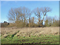 Willows on the River Colne in UB8 1PW