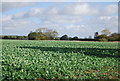 Wooded pond in a field of sugar beet in NR9 5DH