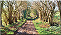 Dark lane Bridleway in WS15 1QD