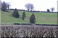 Trees on field boundary in PO8 0TR