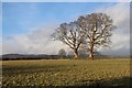 Bare trees at Ardmore in IV19 1LB