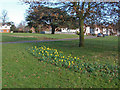 Early daffodils, Bellfields in GU1 1HU