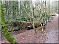 Fallen trees over the Hollicombe Lake in TQ3 1HR