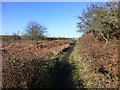Footpath west of The Heughs in NE66 3TX