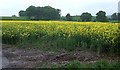 Rape field & Three Parish Wood in B75 5RZ