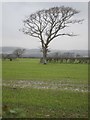 Lonesome tree in waterlogged arable land in BN8 6NL