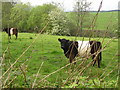 Belted Galloway cattle grazing in a field by the road in DG7 3NY