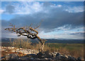 Stunted hawthorn, Hutton Roof Crags in LA6 2PH