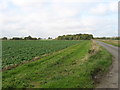 Gibbet Lane, west of Boughton in PE33 9FL