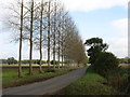 Poplars by the lane in PE38 0AB