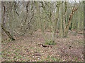 Hounden Wood, South Hanningfield in CM3 8HP