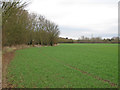 Public footpath on arable land, West Hanningfield in CM3 8BD