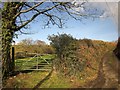 Field and lane near Polventon in PL14 6LQ