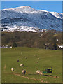 Sheep grazing at Haws Bank near Coniston in LA21 8HB