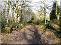 Bridleway, Sherrardspark Wood in AL8 7LA