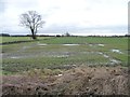 Tree on a field boundary, southern edge of Hambleton in YO8 9QA