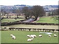 Sheep at Micklebury Farm in HG4 4NU