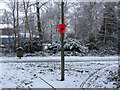 Poppy in the snow, Goldsworth Park in GU21 3LH