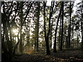 Woods Above Dodpen Farm in DT6 6NW