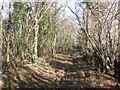 Track in Young Wood in TA3 5BN