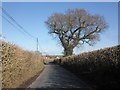 Gnarled oak tree, Bickenhall in Bickenhall