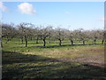 Apple Orchard, Holman's Farm in TA19 9NN