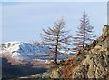 Larch trees with outcropping rock in LA22 9QZ