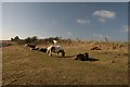 Ponies on the South-west Coastal Path near Sutton Poyntz in DT3 6LQ