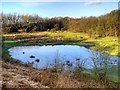 Wetland Area, Preston Junction Nature Reserve in Middleforth Ward