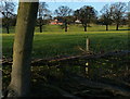 Field and trees at Leicester Forest West in LE9 9QU