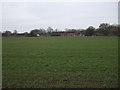 Winter crop field, Leconfield in HU17 7FE