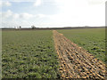 Footpath delineated by weedkiller through the crop in IP20 9PH