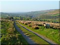 Track and pasture, Knaresdale in CA8 7NH