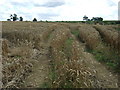 Track into crop field in LE17 5RU