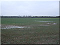 Crop field, Leconfield Low Parks in HU17 7JZ