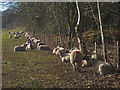 Sunbathing sheep, Coniston Hall in LA21 8AX