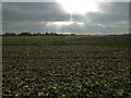 Late afternoon sun over  the rape crop in Horham