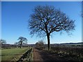 Tree alongside the track to Frickley in DN5 7DF