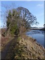 Wintry trees by the River South Tyne. in NE47 5AG