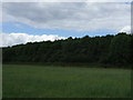 Woodland near Bruntingthorpe Aerodrome in LE17 5QZ