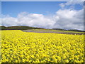 Field of Oilseed rape, looking towards Hill of Finavon. in DD8 3PB