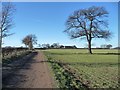 Tree on a field boundary near a 67 metre spot height in DN5 7DF