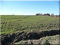 Farmland on the south side of Broad Lane in WF9 2ND