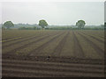 Vegetable farming at Kirkstead, Woodhall Spa in LN10 6TQ