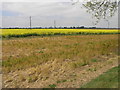 Yellow Field in PE6 7UA