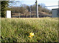 A crocus by the colliery in BA2 0HA