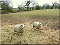 Sheep grazing in field on Jackson's Lane, Hilldale in L40 3SN