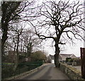 Dominant tree in a wall, Upper Mill Road,  Pontarddulais in SA4 8PE